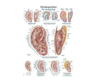 AKUPUNKTURNE TOČKE UHA, ANATOMSKI POSTER, 50 X 70 cm, plastificirani