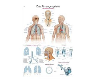 DIŠNI SUSTAV, ANATOMSKI POSTER, 50 × 70 cm, plastificirani