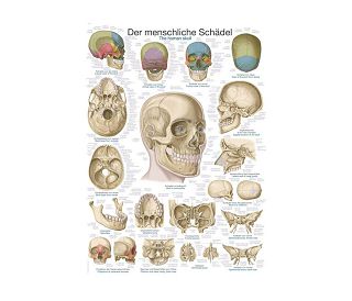 LJUDSKA LUBANJA, ANATOMSKI POSTER, 50 × 70 cm, plastificirani